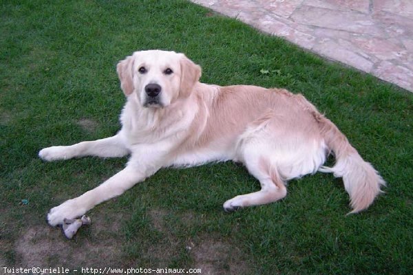 Photo de Golden retriever