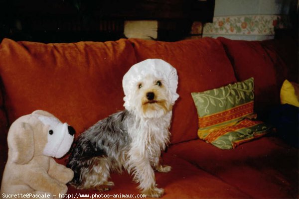 Photo de Yorkshire terrier