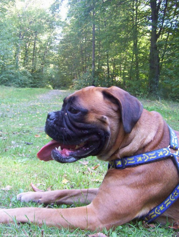 Photo de Boxer