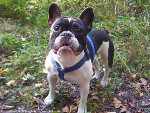 Photo de Bouledogue franais