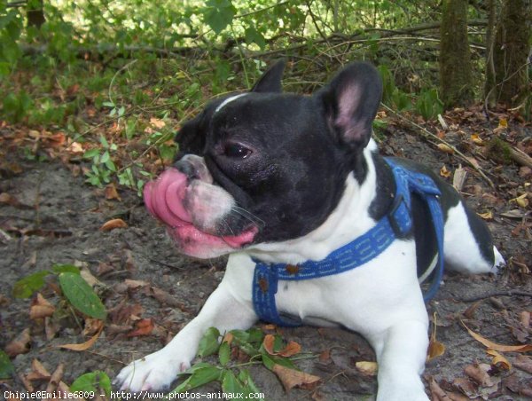 Photo de Bouledogue franais