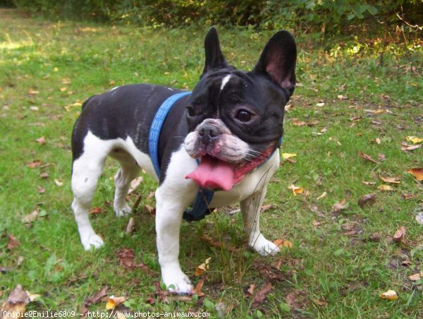 Photo de Bouledogue franais