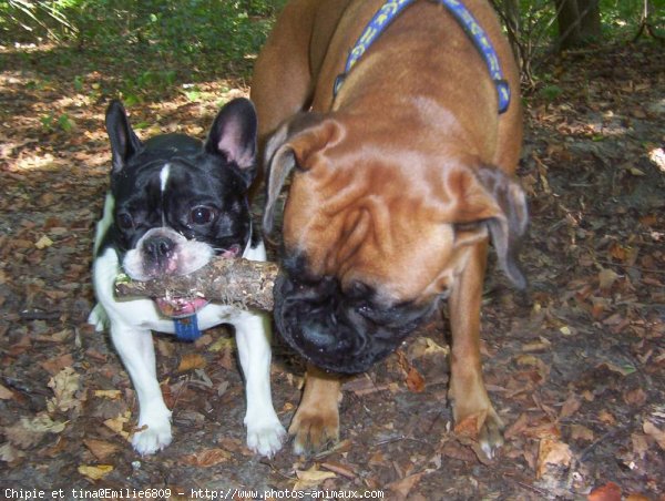 Photo de Races diffrentes