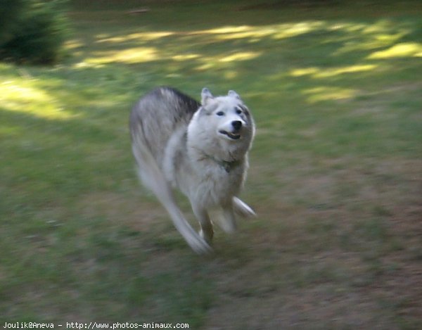 Photo de Husky siberien