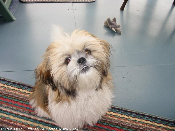 Photo de Shih tzu