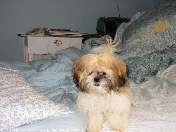 Photo de Shih tzu