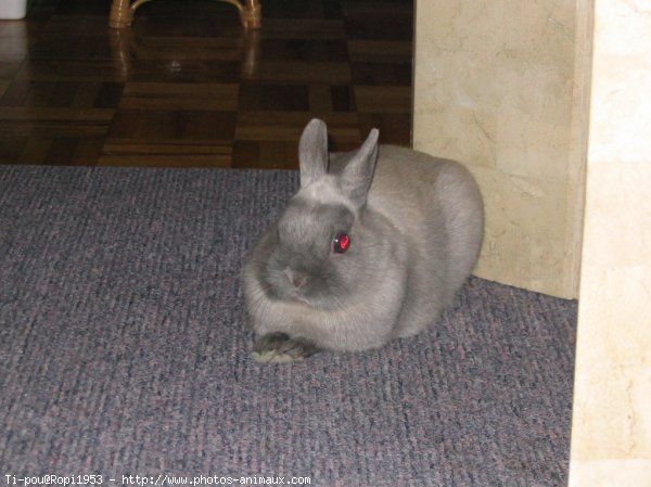 Photo de Lapin