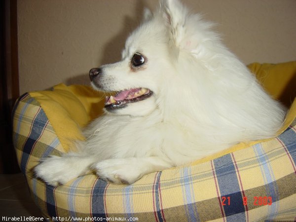 Photo de Spitz moyen