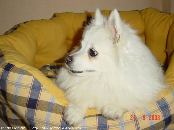 Photo de Spitz moyen