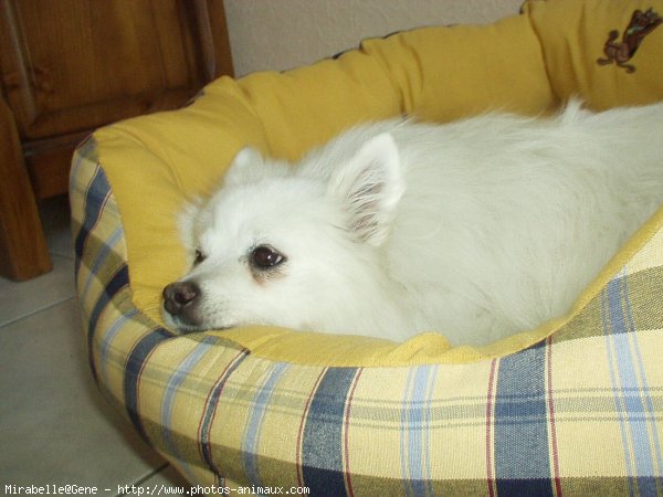 Photo de Spitz moyen