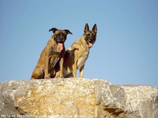 Photo de Races diffrentes