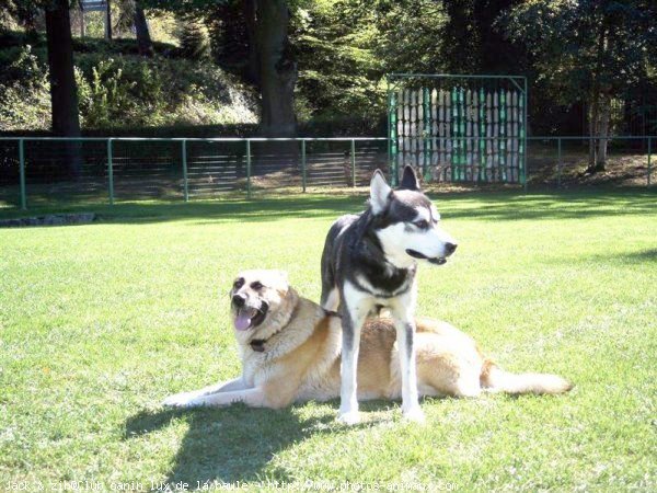 Photo de Husky siberien