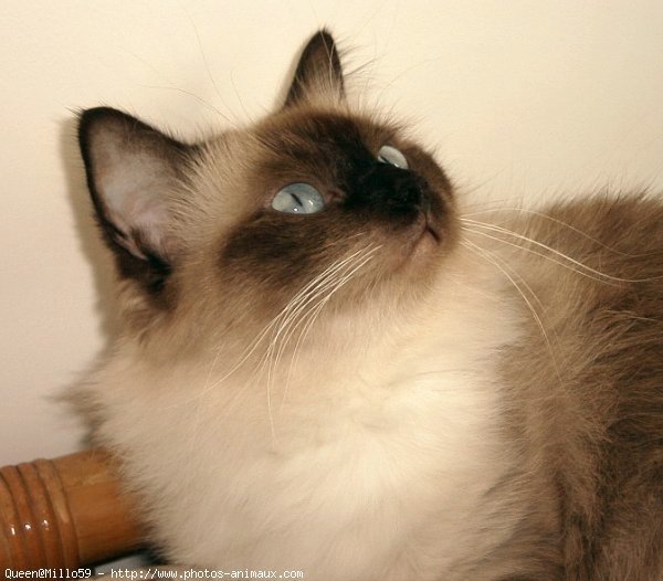 Photo de Ragdoll