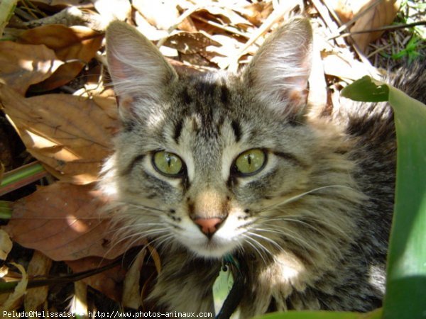 Photo de Chat domestique