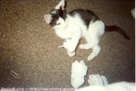 Photo de Chat domestique