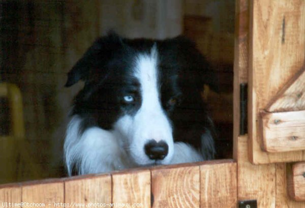 Photo de Border collie