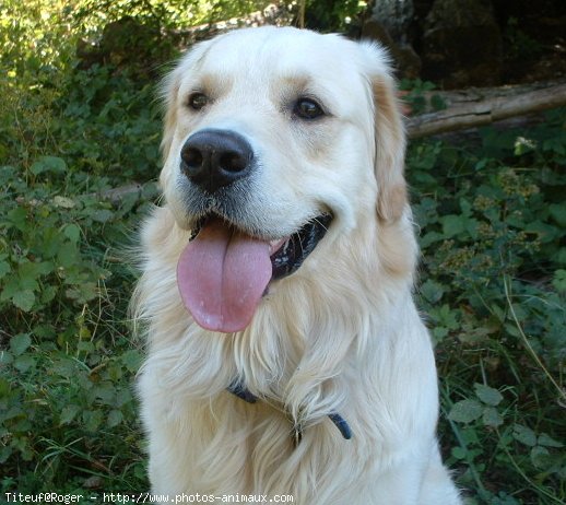 Photo de Golden retriever