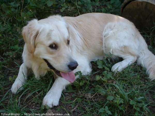 Photo de Golden retriever