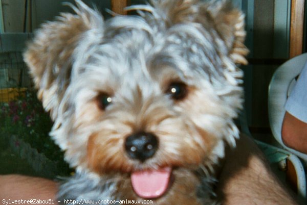 Photo de Yorkshire terrier