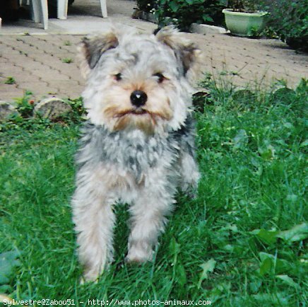 Photo de Yorkshire terrier