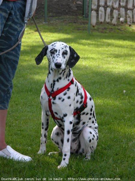 Photo de Dalmatien