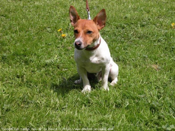 Photo de Jack russell terrier