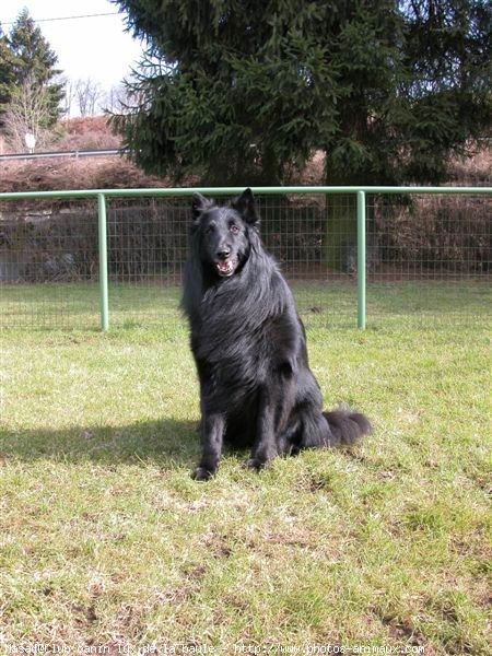 Photo de Berger belge groenendael