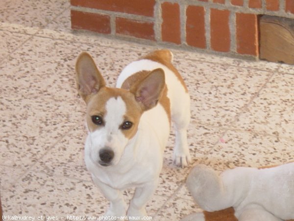 Photo de Jack russell terrier