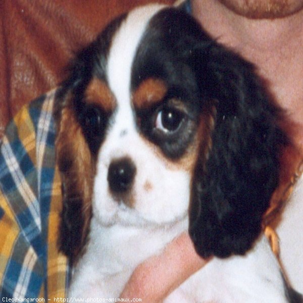 Photo de Cavalier king charles spaniel