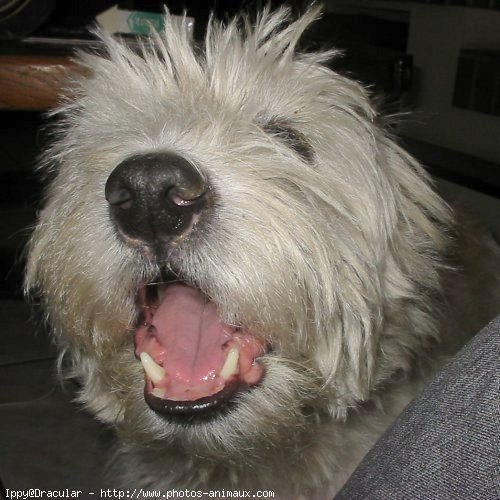 Photo de West highland white terrier