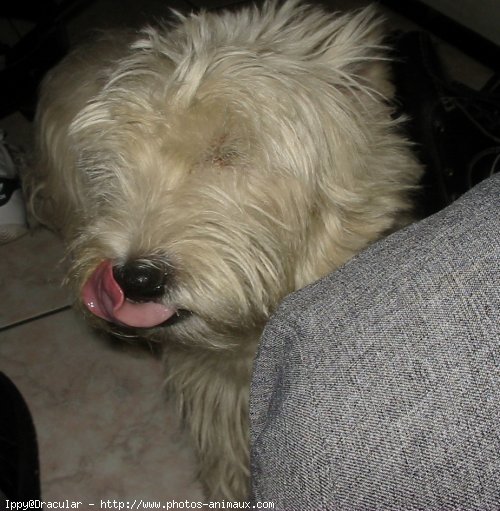 Photo de West highland white terrier