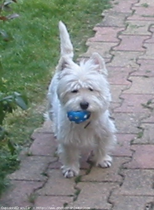 Photo de West highland white terrier