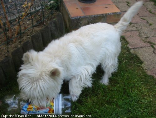 Photo de West highland white terrier