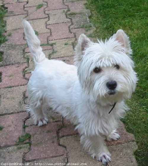 Photo de West highland white terrier