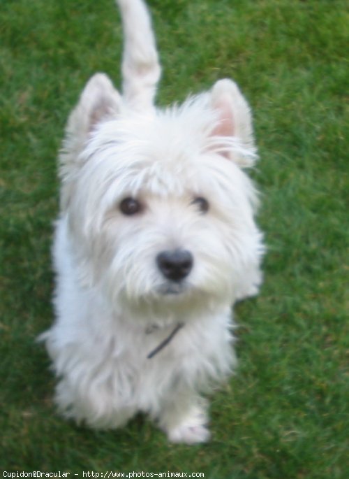 Photo de West highland white terrier