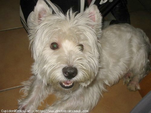 Photo de West highland white terrier