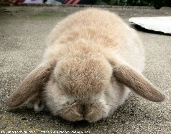 Photo de Lapin