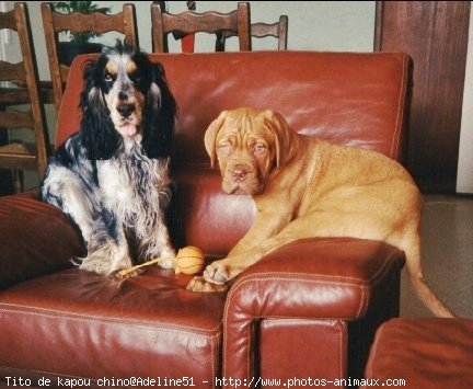 Photo de Dogue de bordeaux