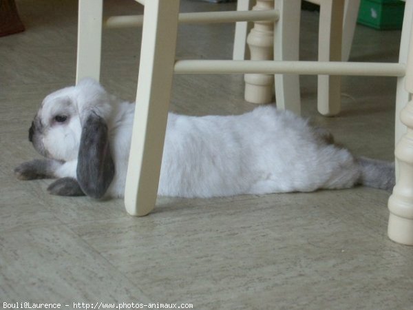 Photo de Lapin