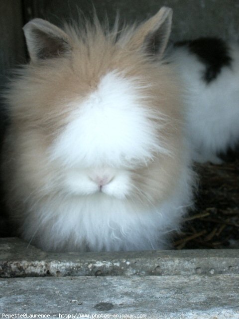 Photo de Lapin