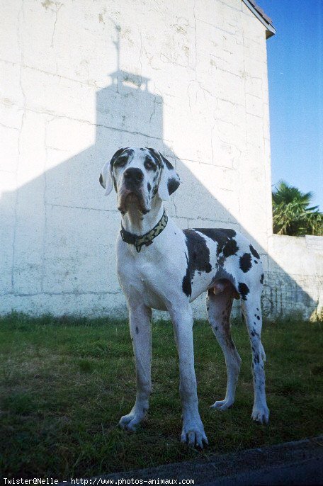 Photo de Dogue allemand