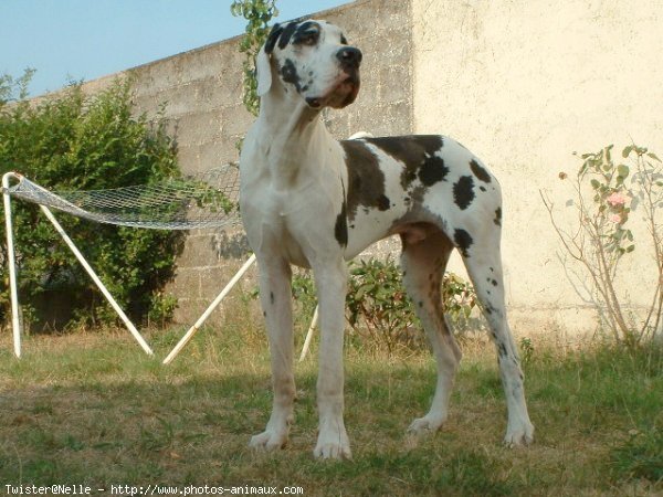 Photo de Dogue allemand