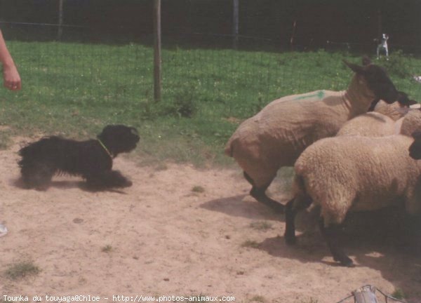 Photo de Chien de berger des pyrenes  poil long