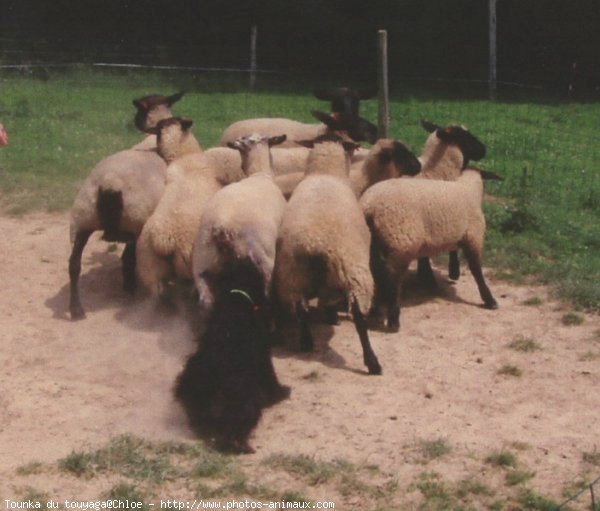 Photo de Chien de berger des pyrenes  poil long