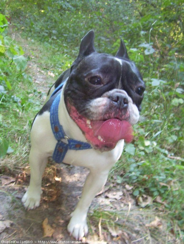 Photo de Bouledogue franais