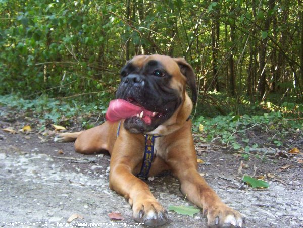 Photo de Boxer