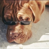 Photo de Dogue de bordeaux