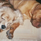 Photo de Dogue de bordeaux