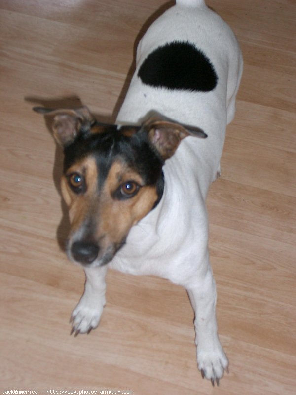 Photo de Jack russell terrier