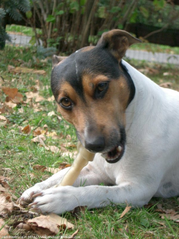 Photo de Jack russell terrier